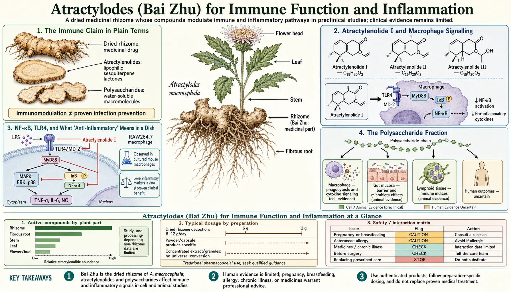 Immune and Inflammation — scientific infographic poster