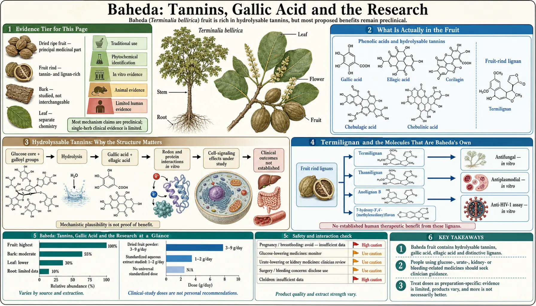 Tannins Gallic Acid and Research — scientific infographic poster