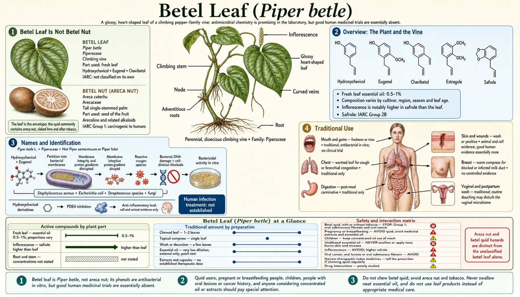 Betel Leaf — scientific infographic poster