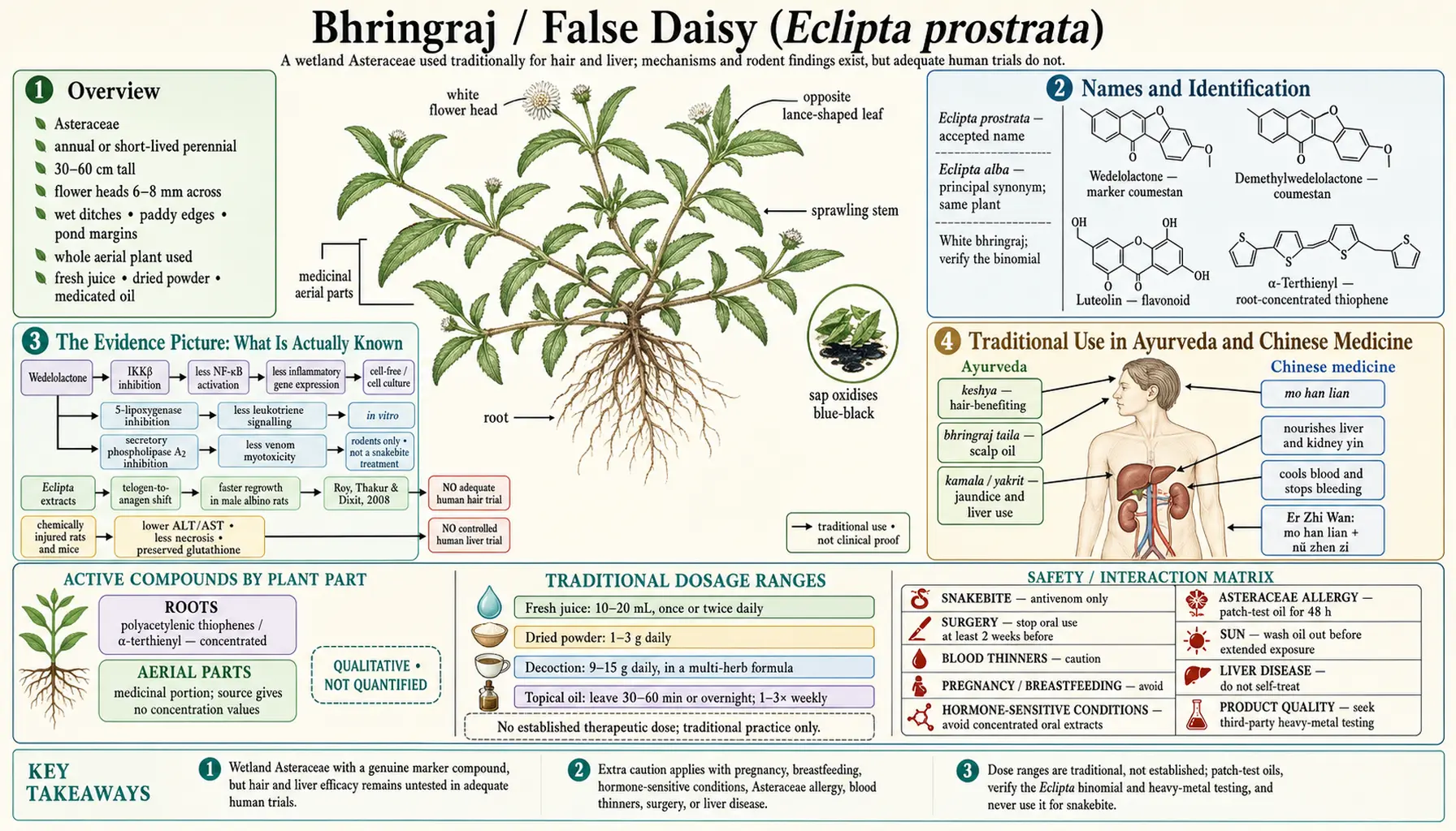 Bhringraj — scientific infographic poster
