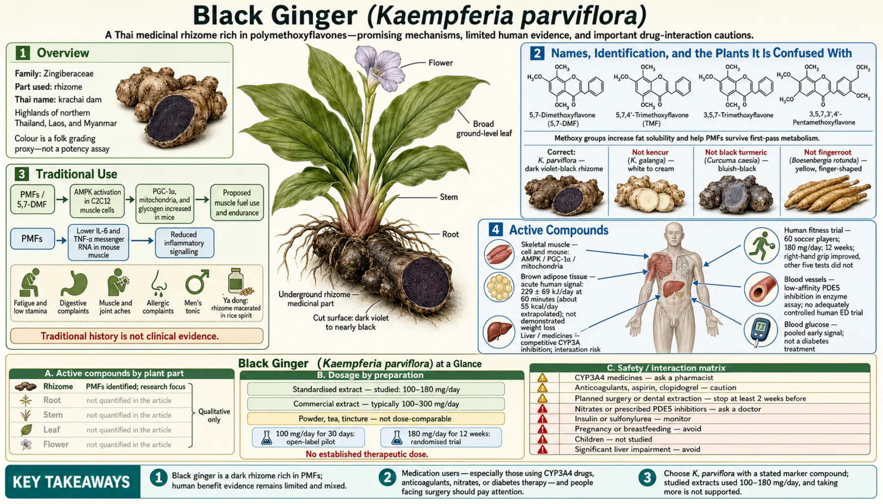 Black Ginger — scientific infographic poster