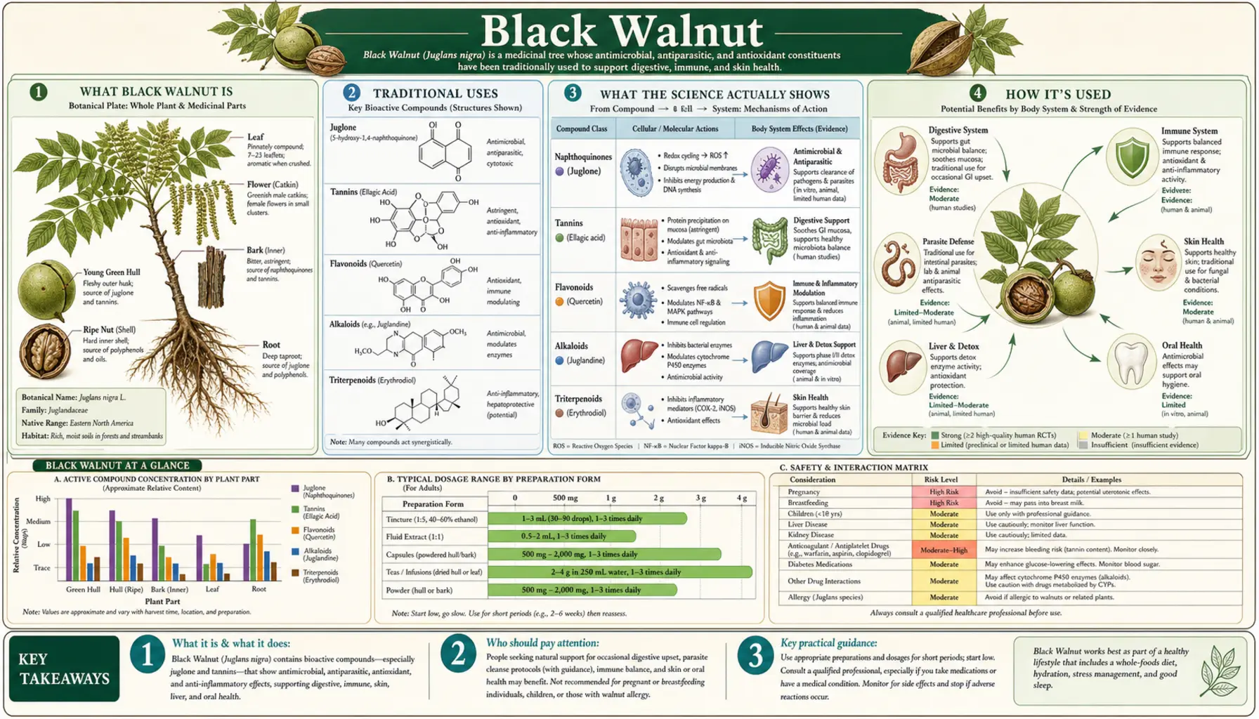 Black Walnut — scientific infographic poster