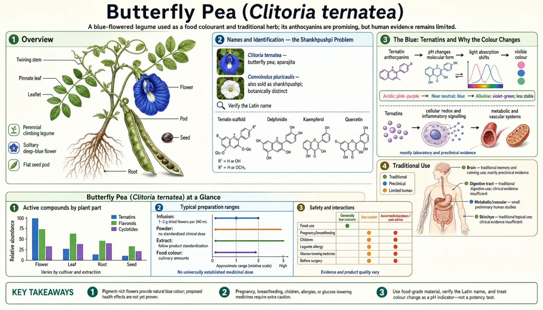 Butterfly Pea — scientific infographic poster