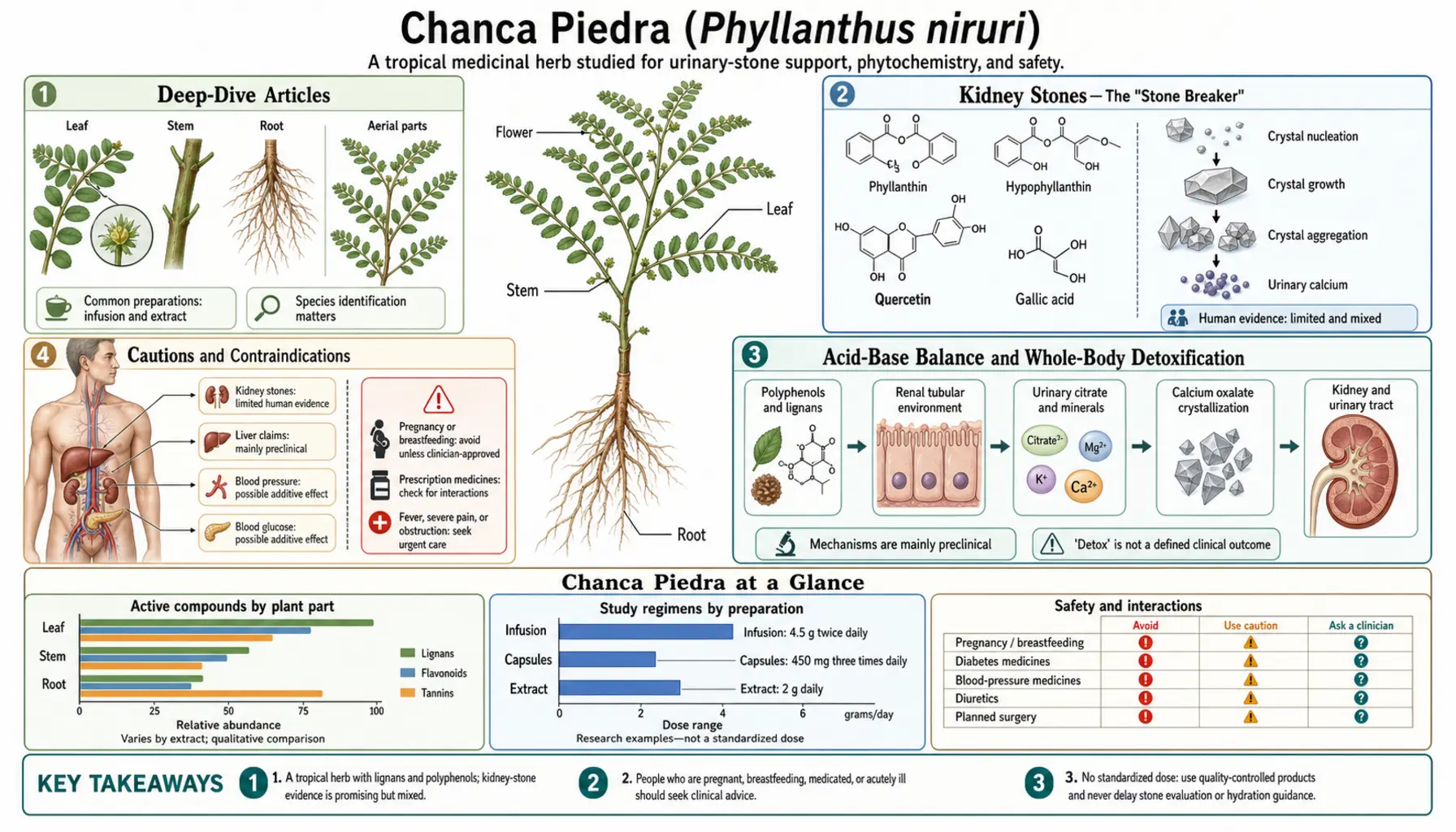 Chanca Piedra — scientific infographic poster