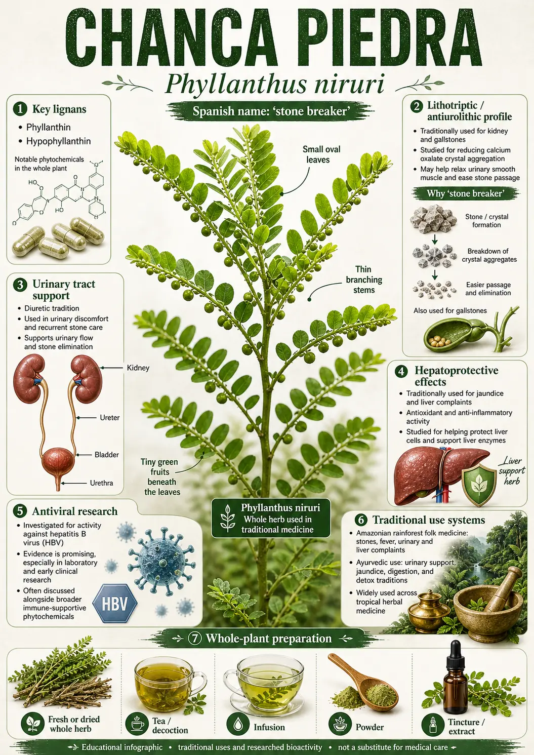 Chanca Piedra (Phyllanthus niruri)
