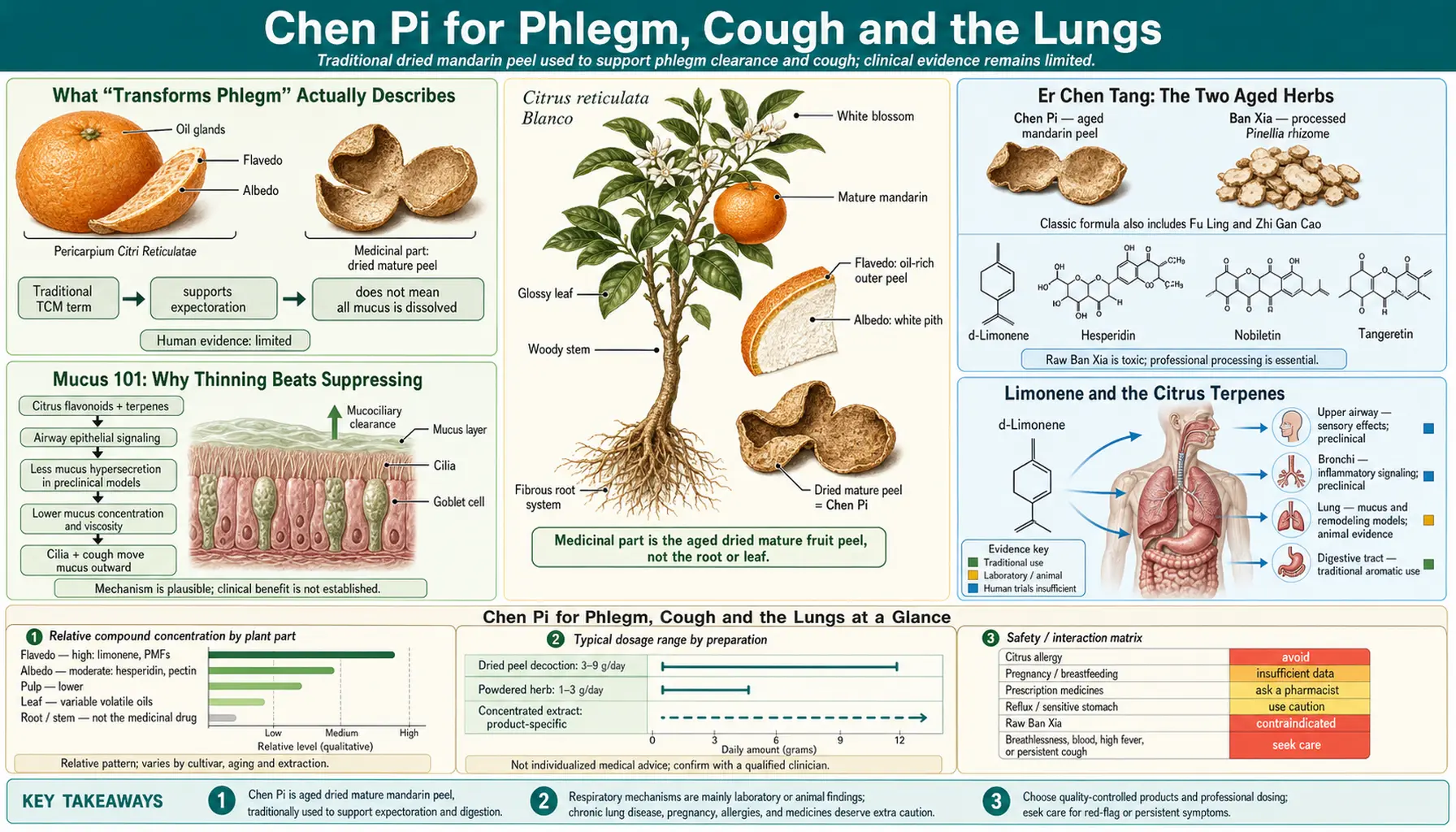 Phlegm Cough and Lungs — scientific infographic poster
