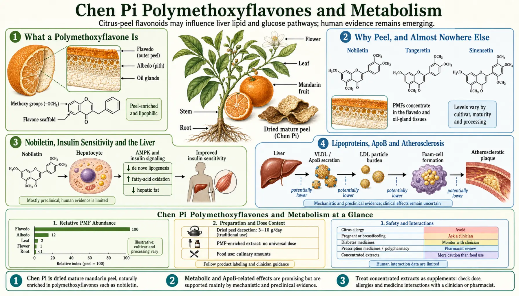 Polymethoxyflavones and Metabolism — scientific infographic poster