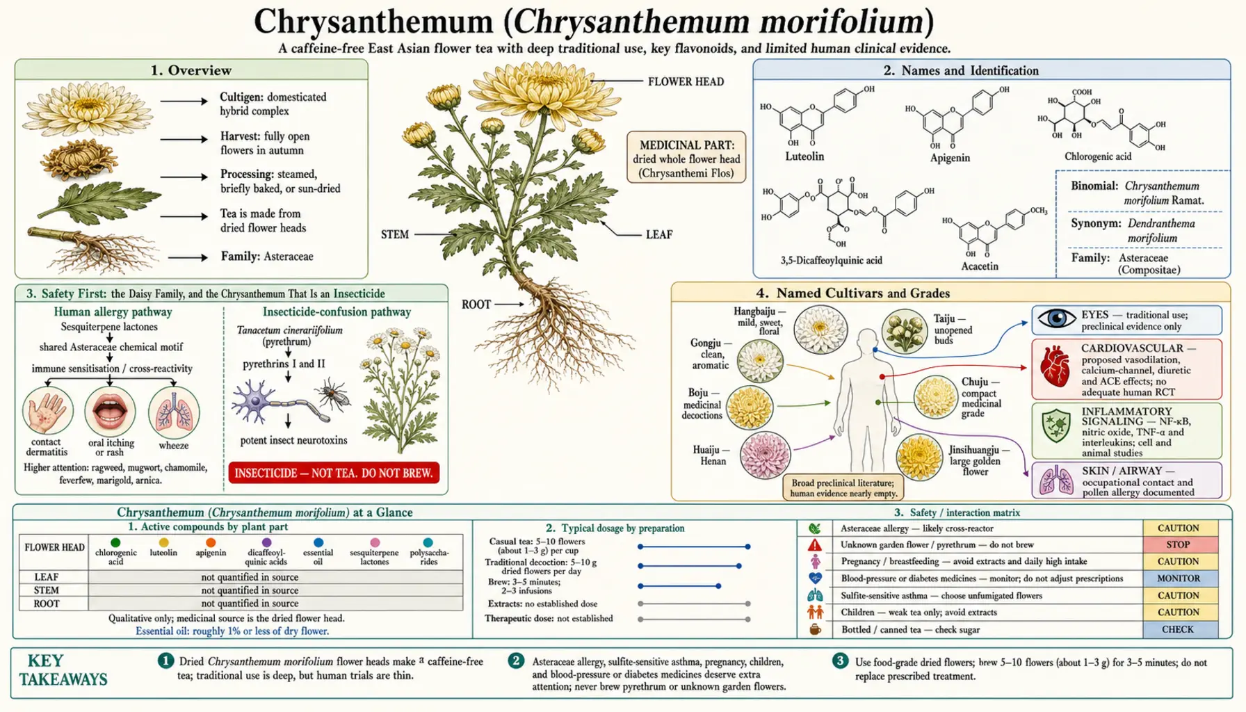 Chrysanthemum — scientific infographic poster