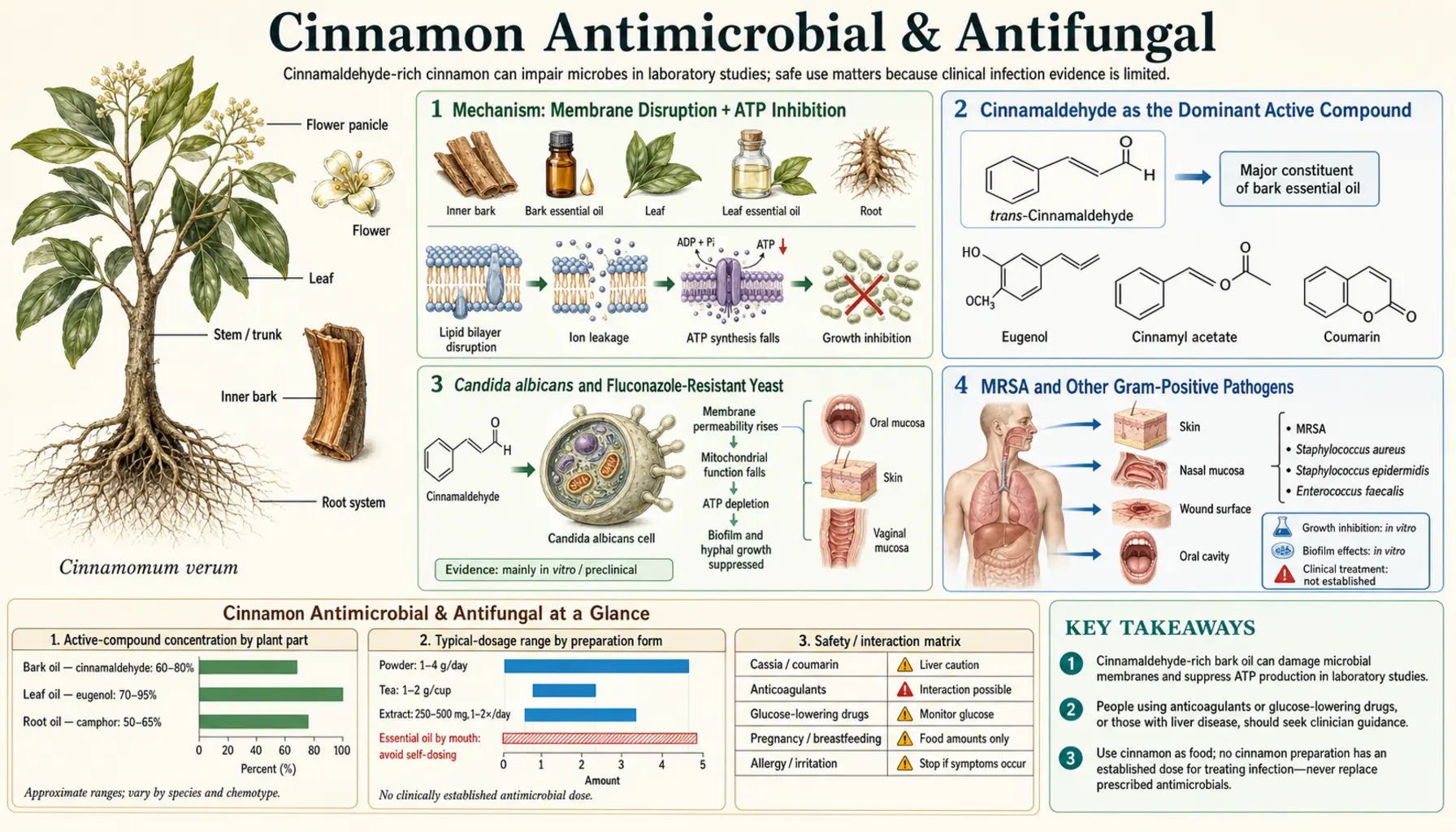 Antimicrobial and Antifungal — scientific infographic poster