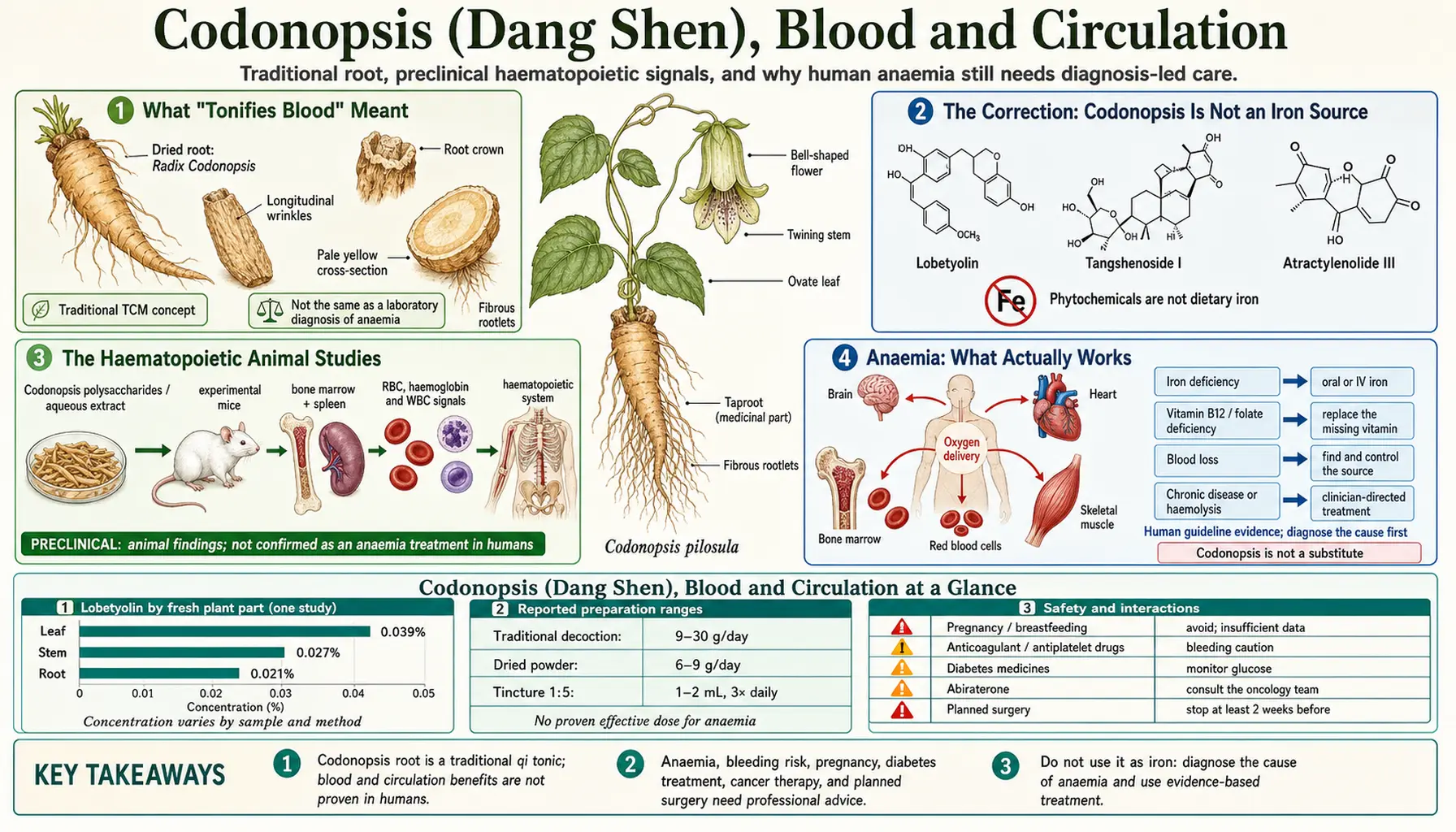 Blood and Circulation — scientific infographic poster