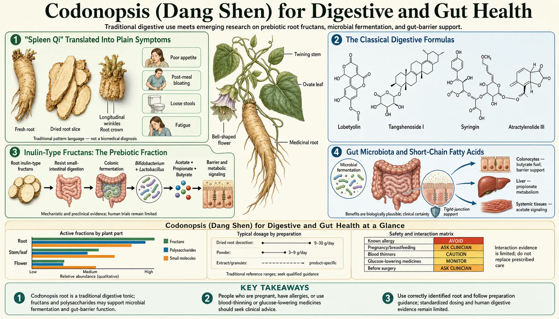Digestive and Gut Health — scientific infographic poster