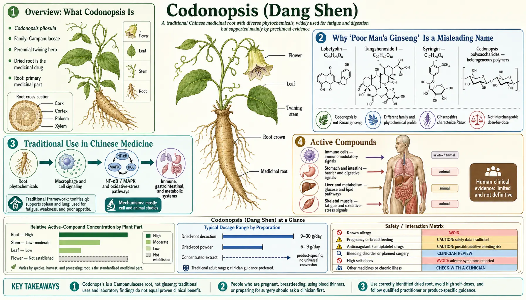 Codonopsis — scientific infographic poster