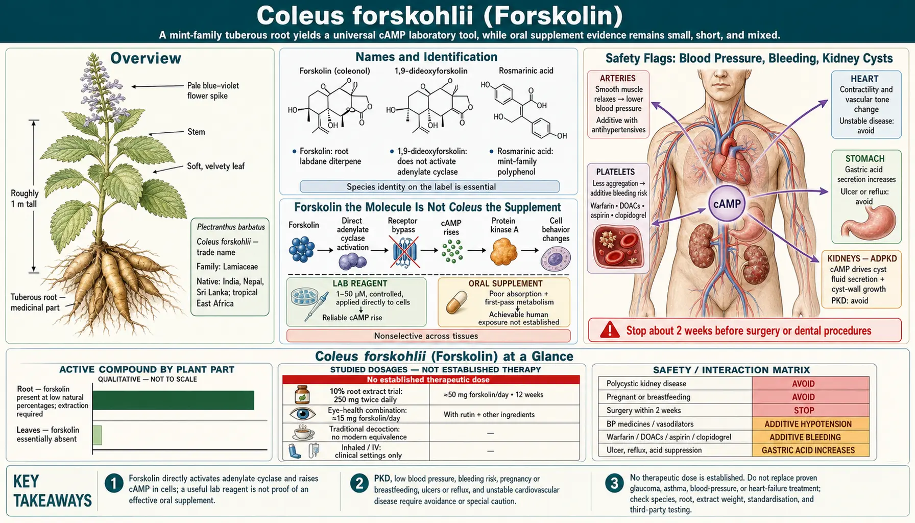 Coleus Forskohlii — scientific infographic poster