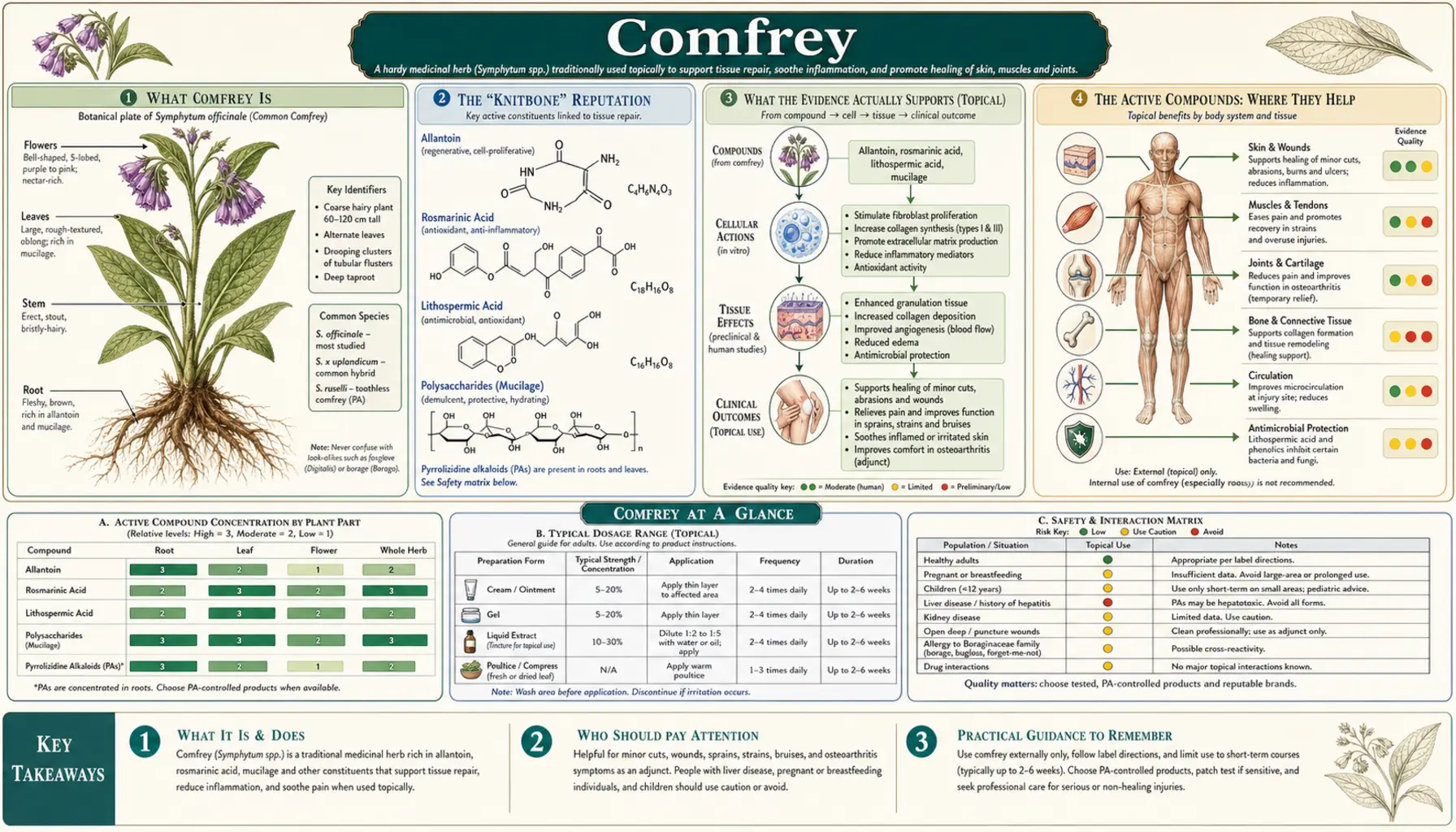 Comfrey — scientific infographic poster