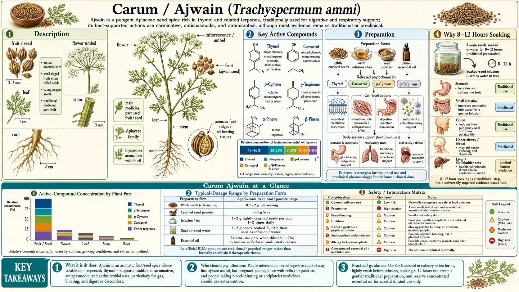 Carum Ajwain — scientific infographic poster