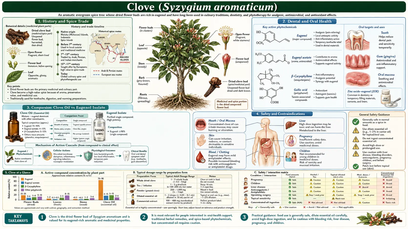 Clove — scientific infographic poster