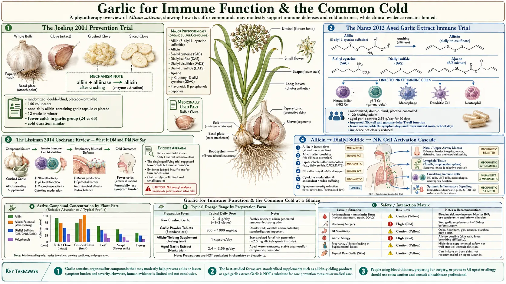 Immune Function and Cold — scientific infographic poster