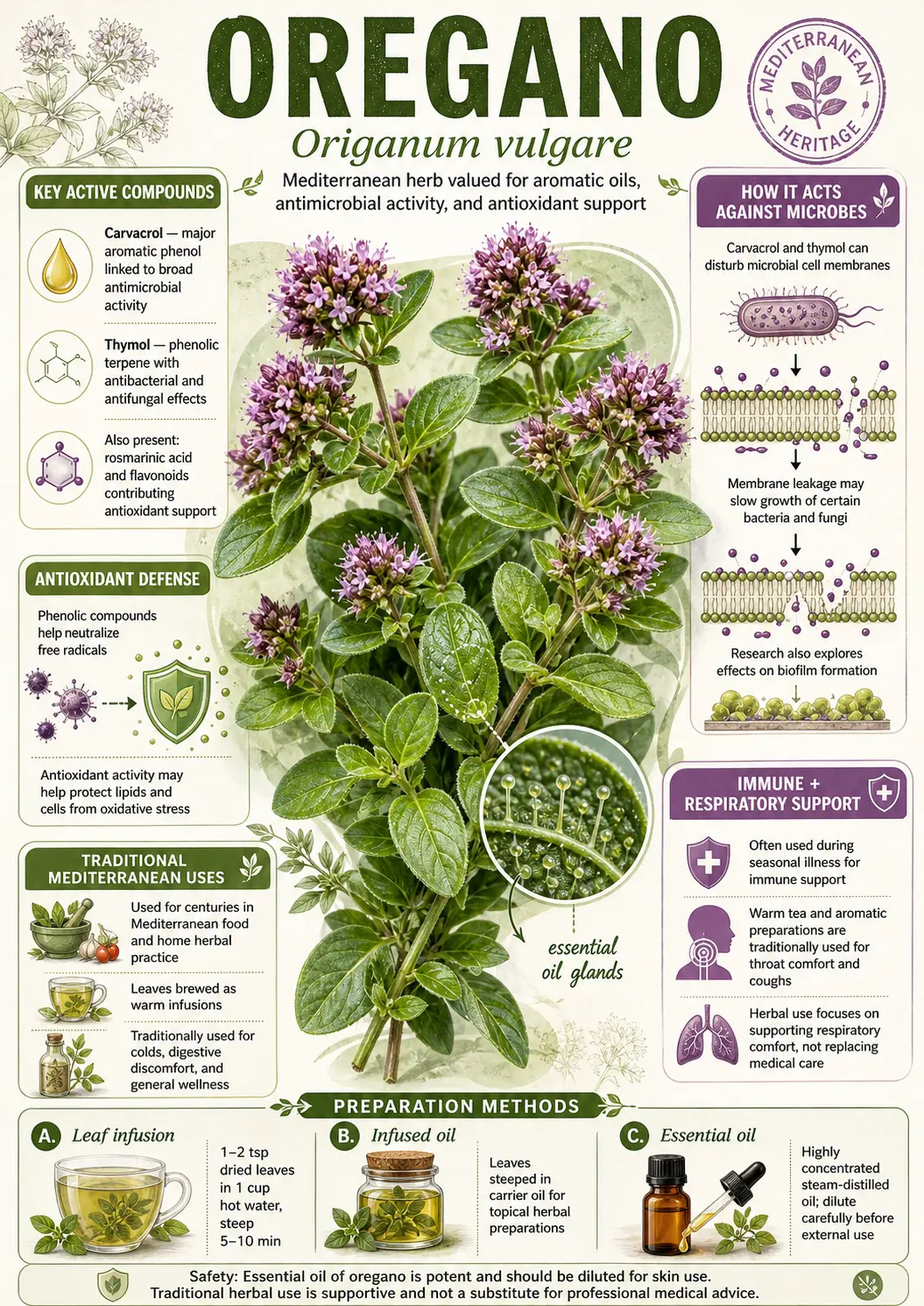 Botanical illustration of Origanum vulgare (oregano) showing the full plant with roots, oval leaves, pink flower clusters, dried herb in a bowl, and fresh sprig