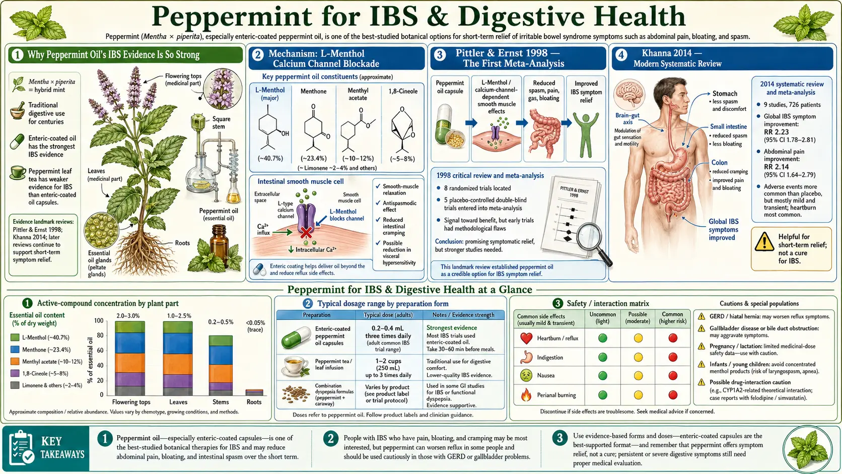 IBS and Digestive — scientific infographic poster