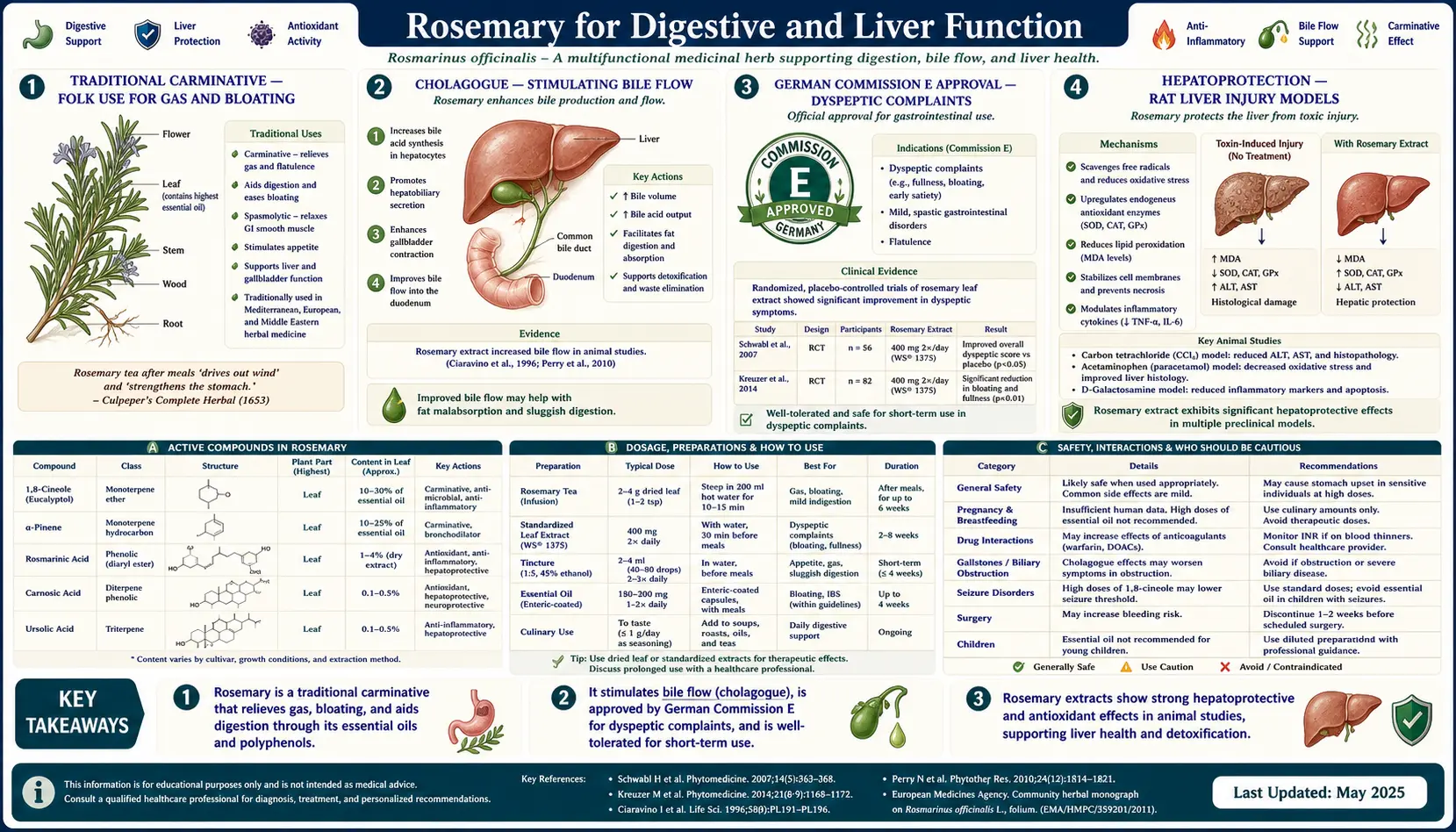 Digestive and Liver — scientific infographic poster
