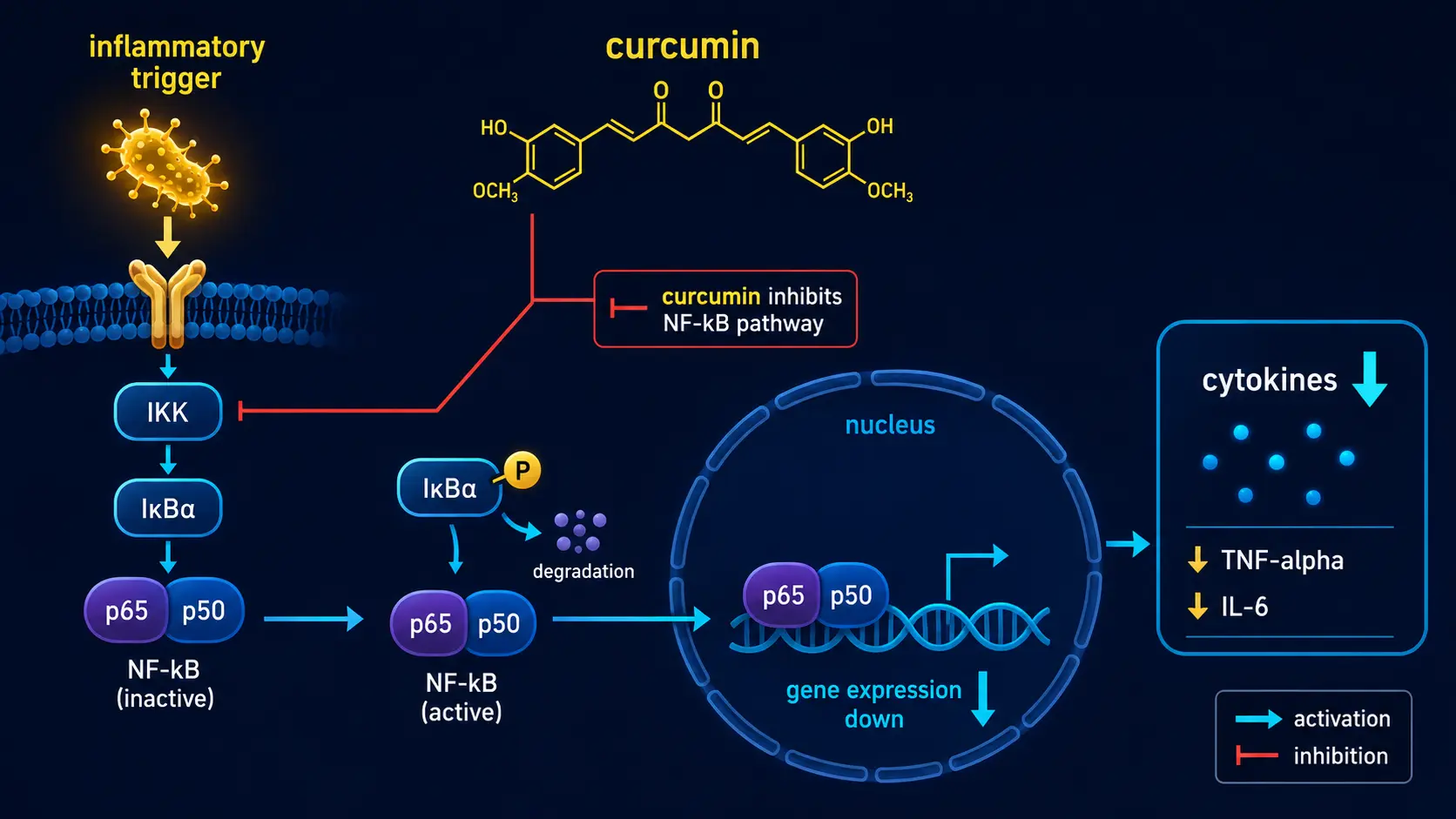 Curcumin anti-inflammatory mechanism: NF-kappaB pathway inhibition