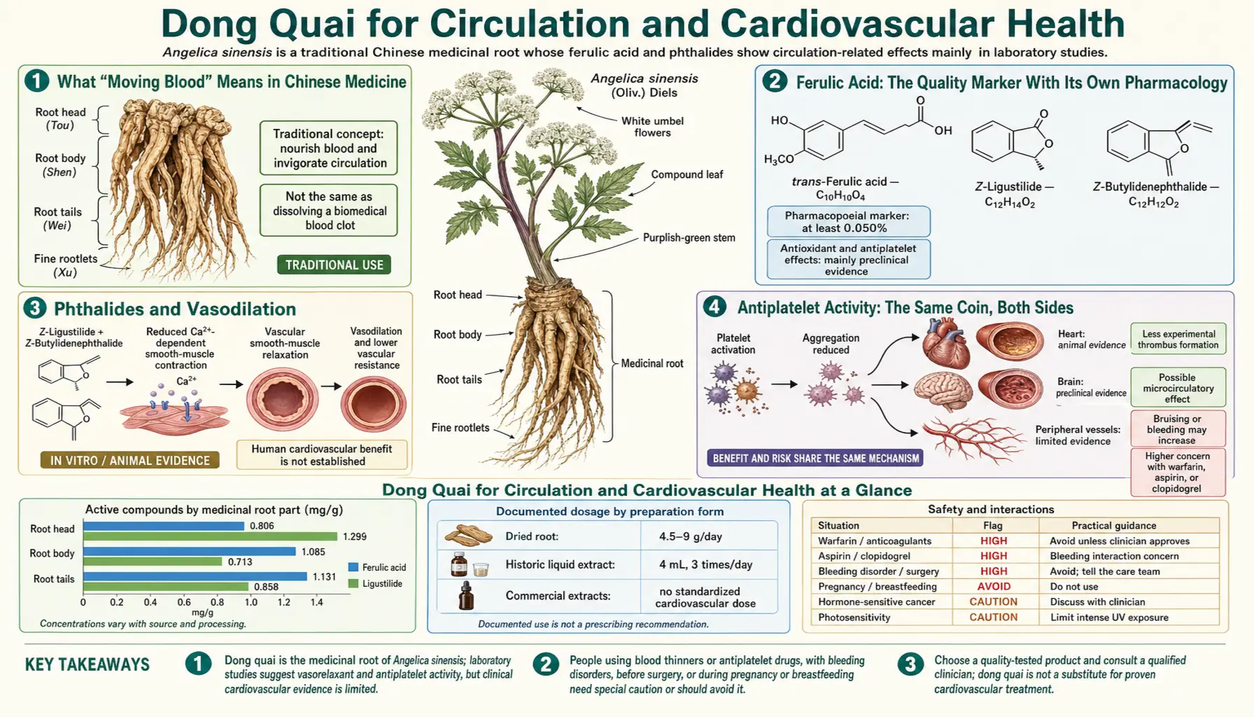Circulation and Cardiovascular — scientific infographic poster