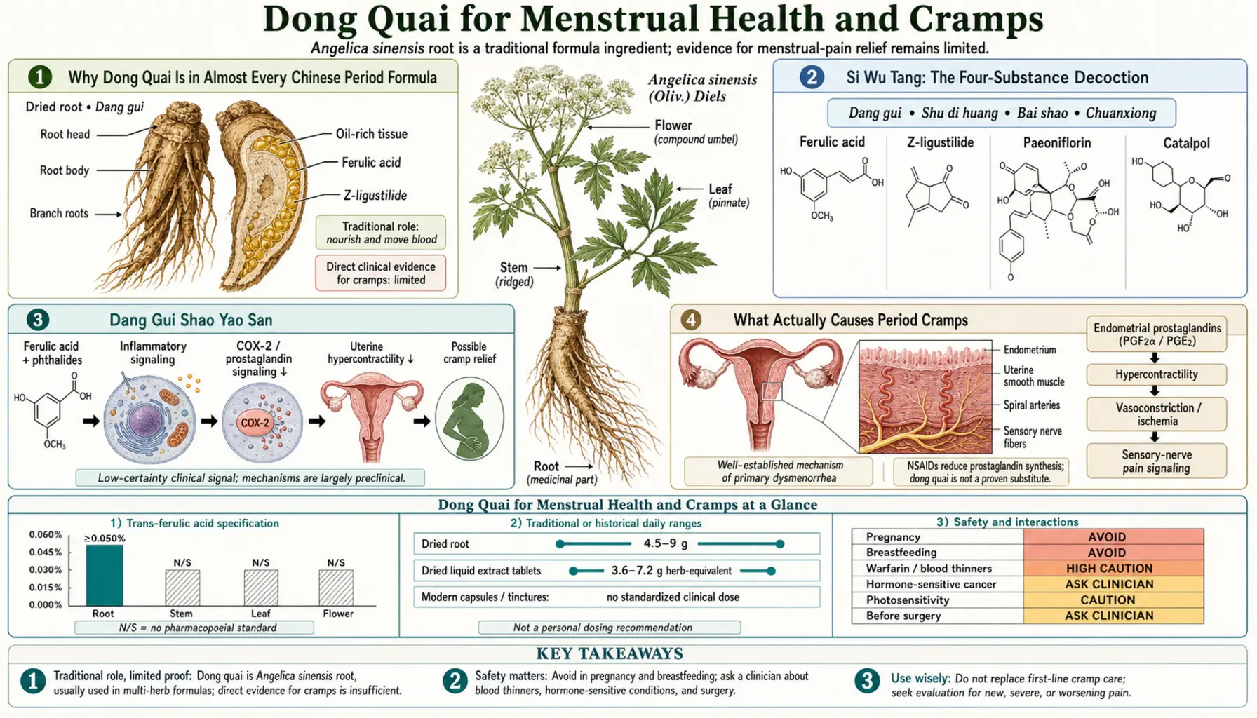 Menstrual Health and Cramps — scientific infographic poster