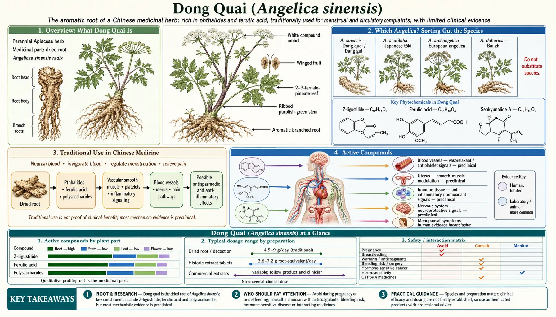 Dong Quai — scientific infographic poster