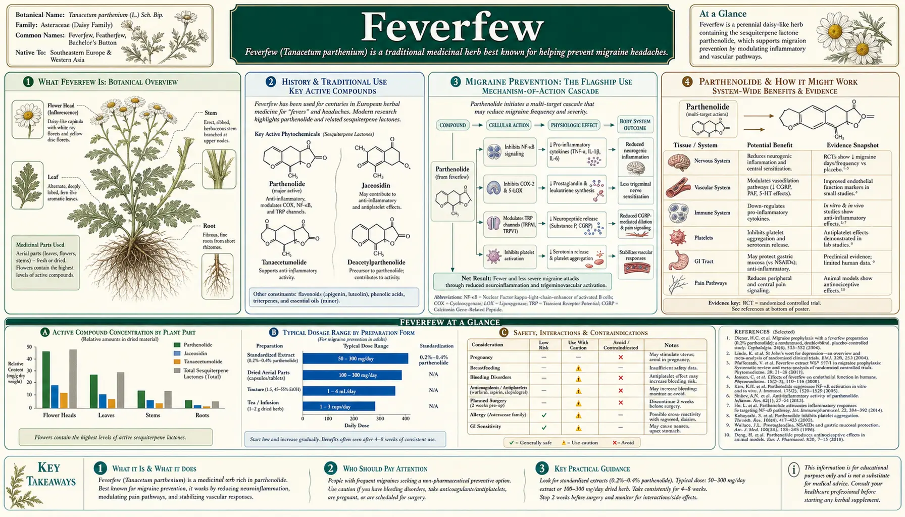Feverfew — scientific infographic poster