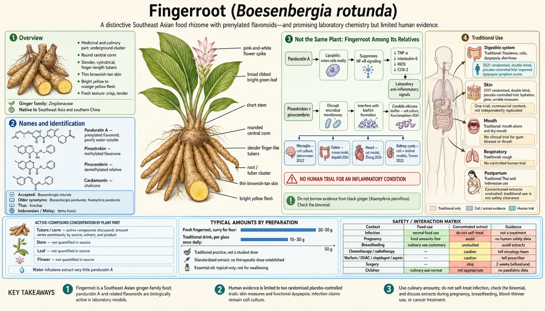 Fingerroot — scientific infographic poster