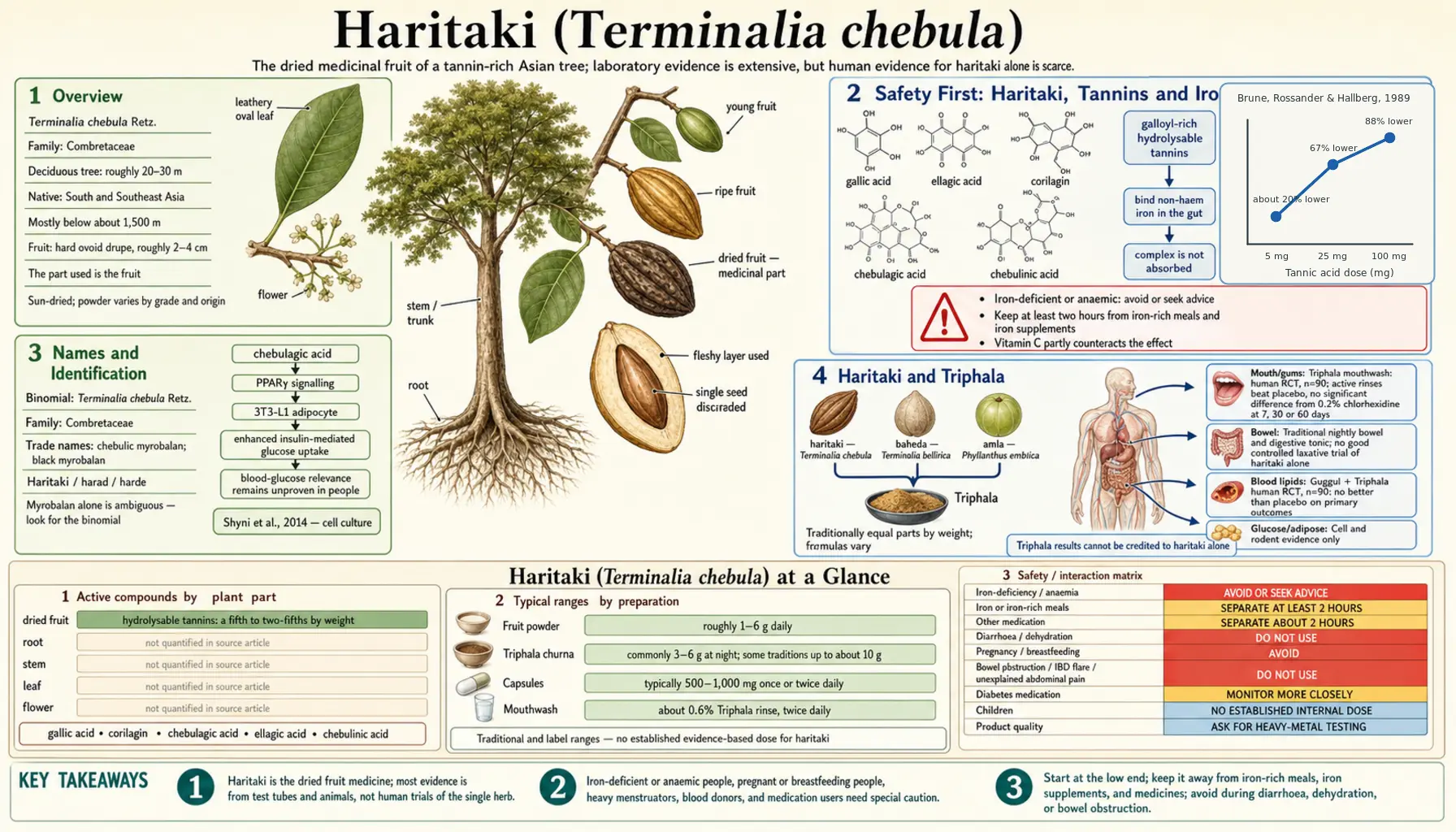 Haritaki — scientific infographic poster