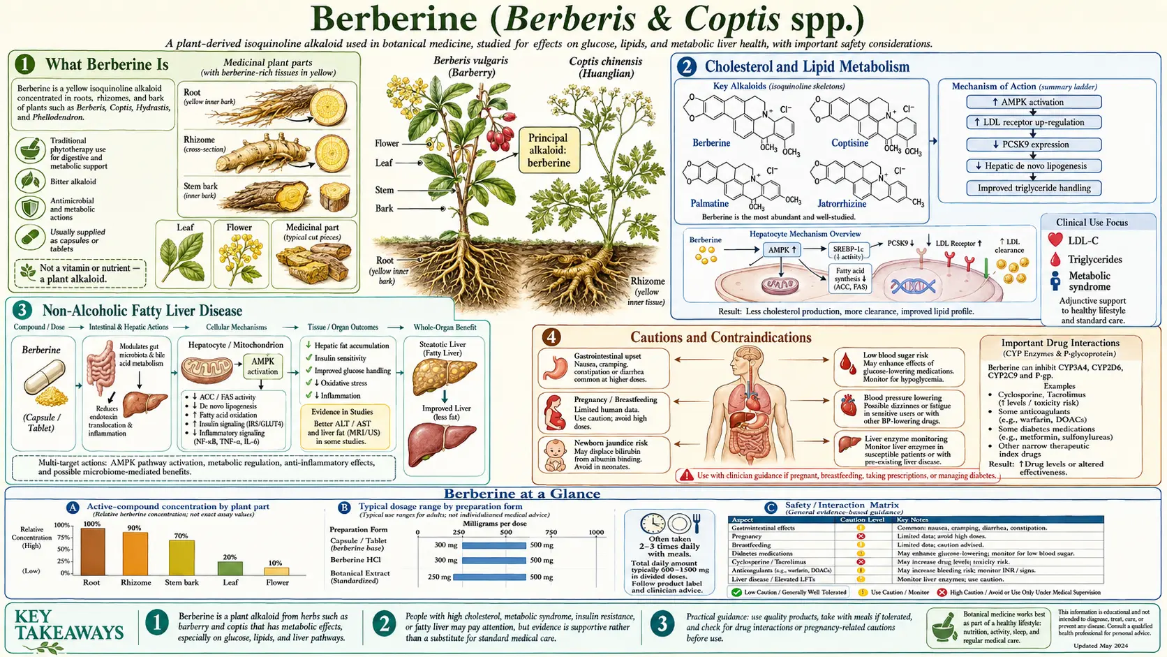Berberine — scientific infographic poster