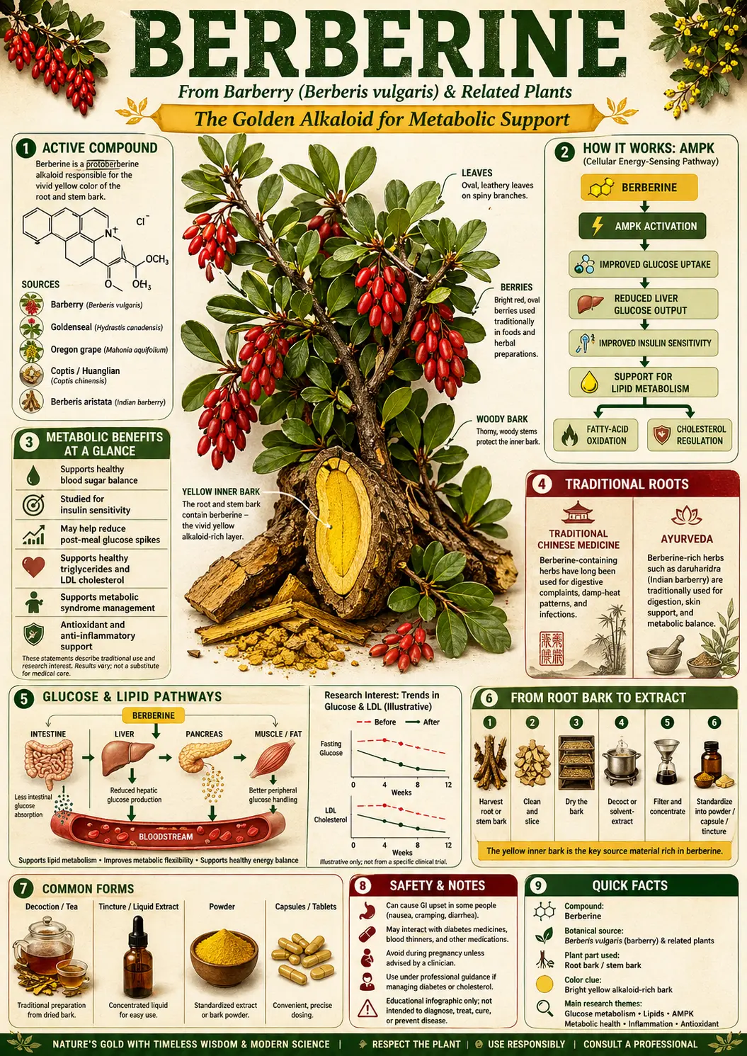 Berberine (Berberis & Coptis spp.)
