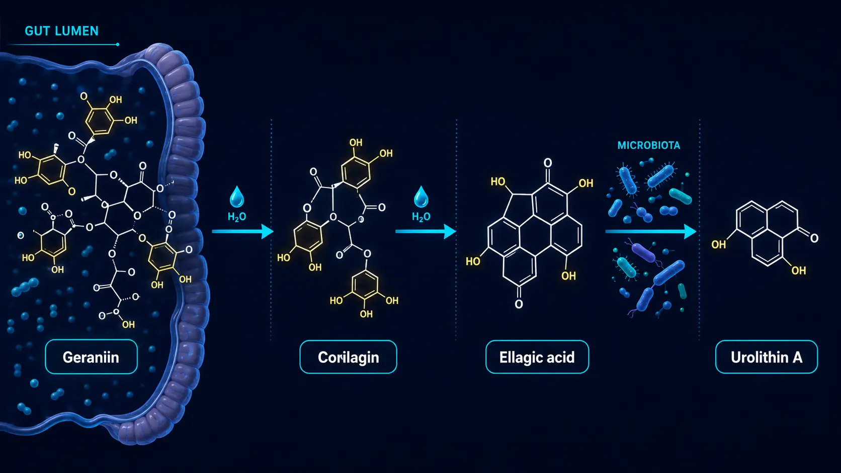 Geraniin to corilagin to ellagic acid to urolithin A metabolic cascade