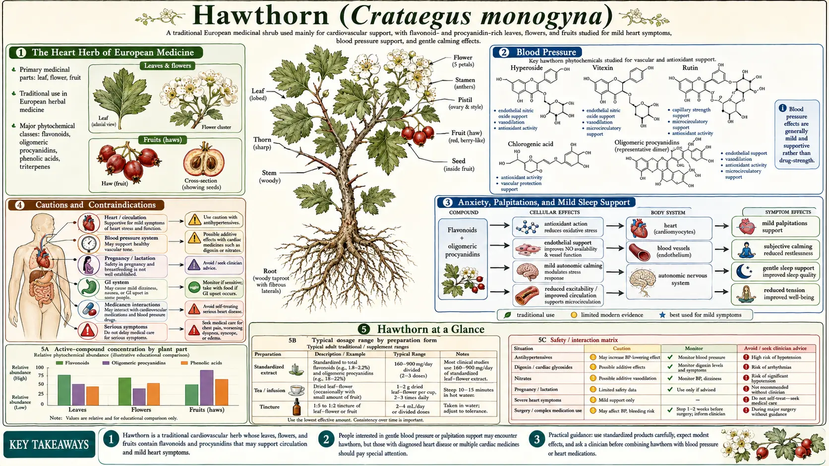Hawthorn — scientific infographic poster