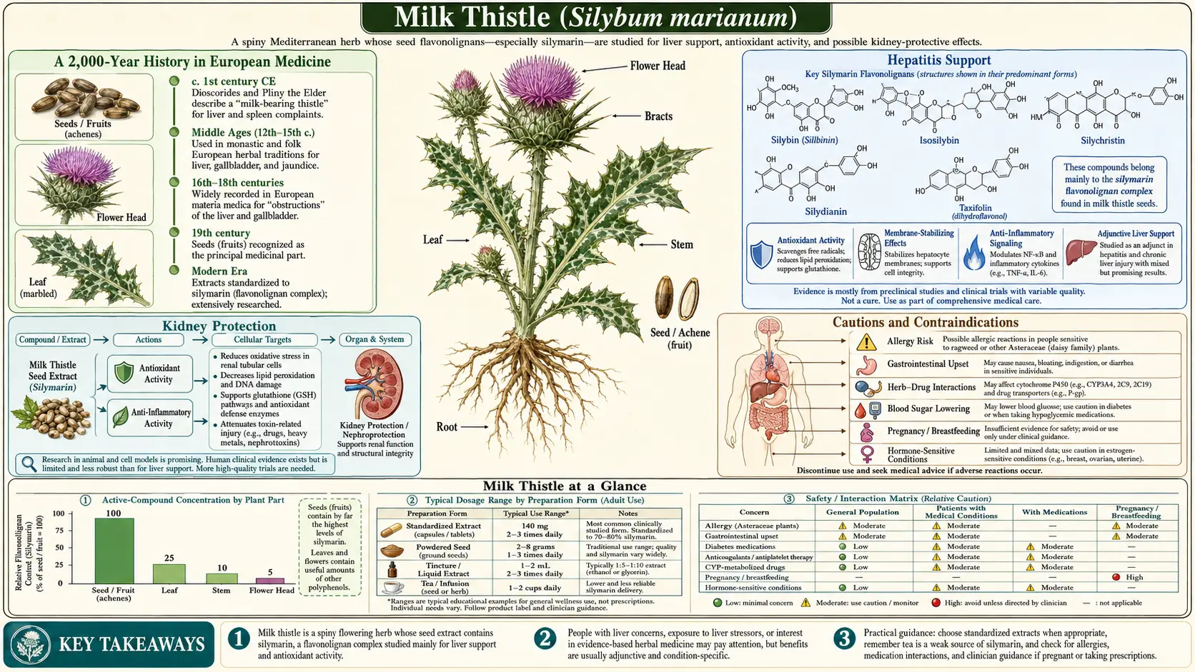 Milk Thistle — scientific infographic poster