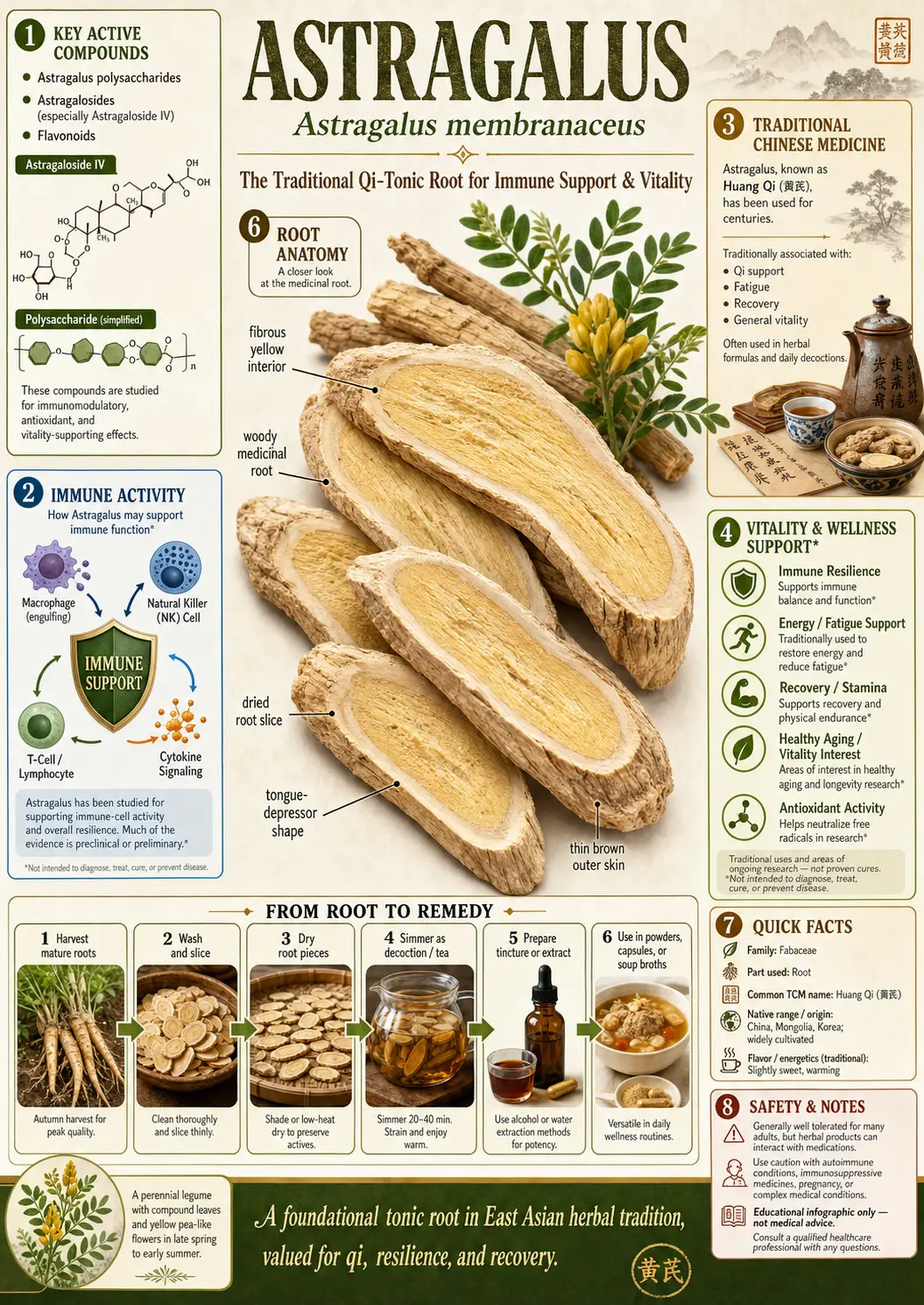 Astragalus (Astragalus membranaceus)