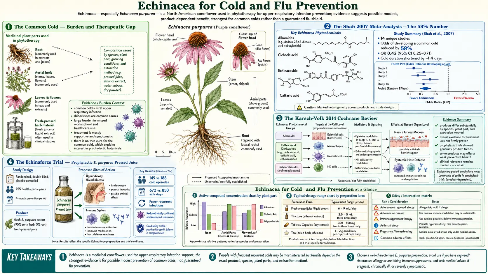 Cold and Flu Prevention — scientific infographic poster