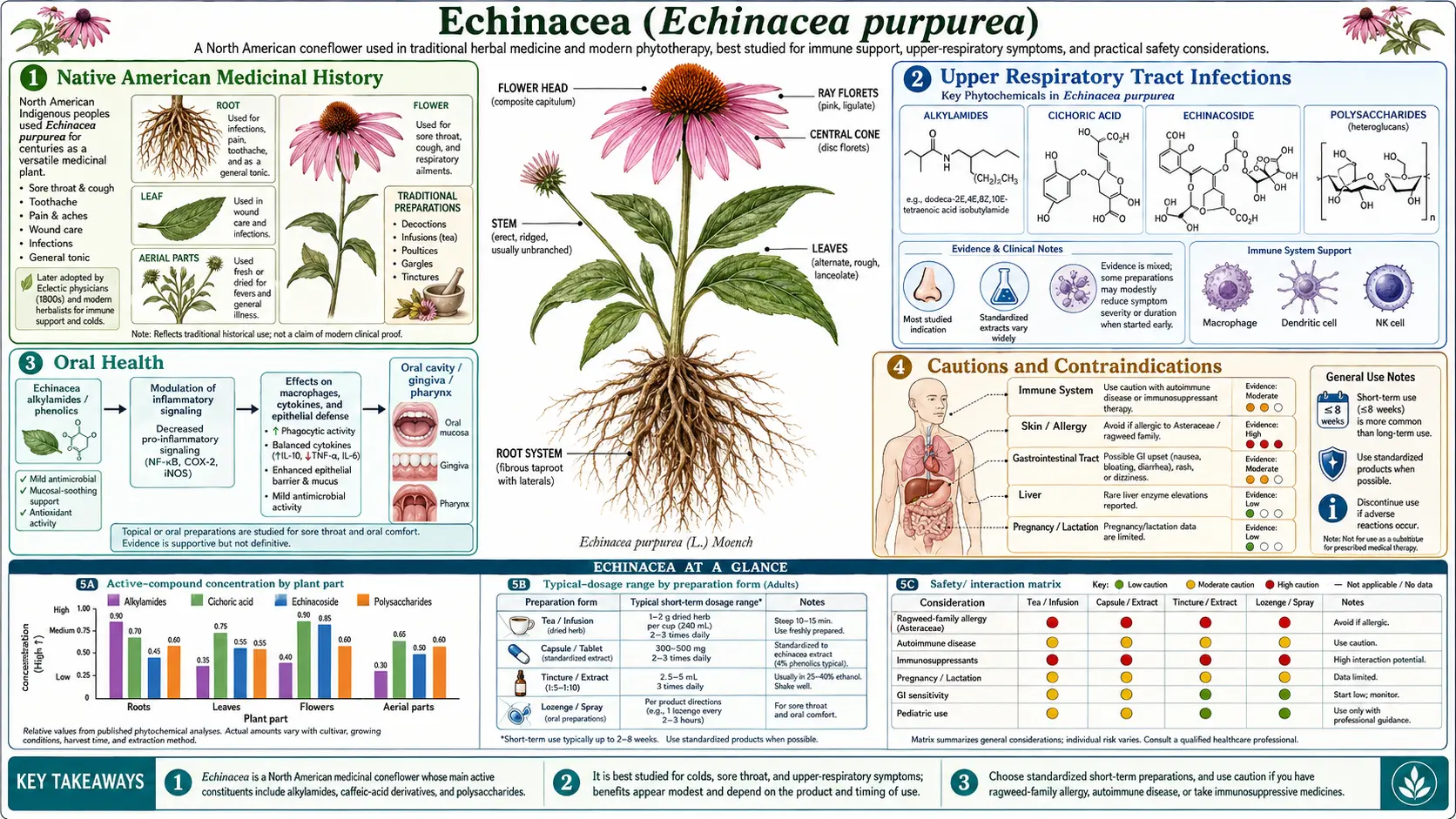Echinacea — scientific infographic poster