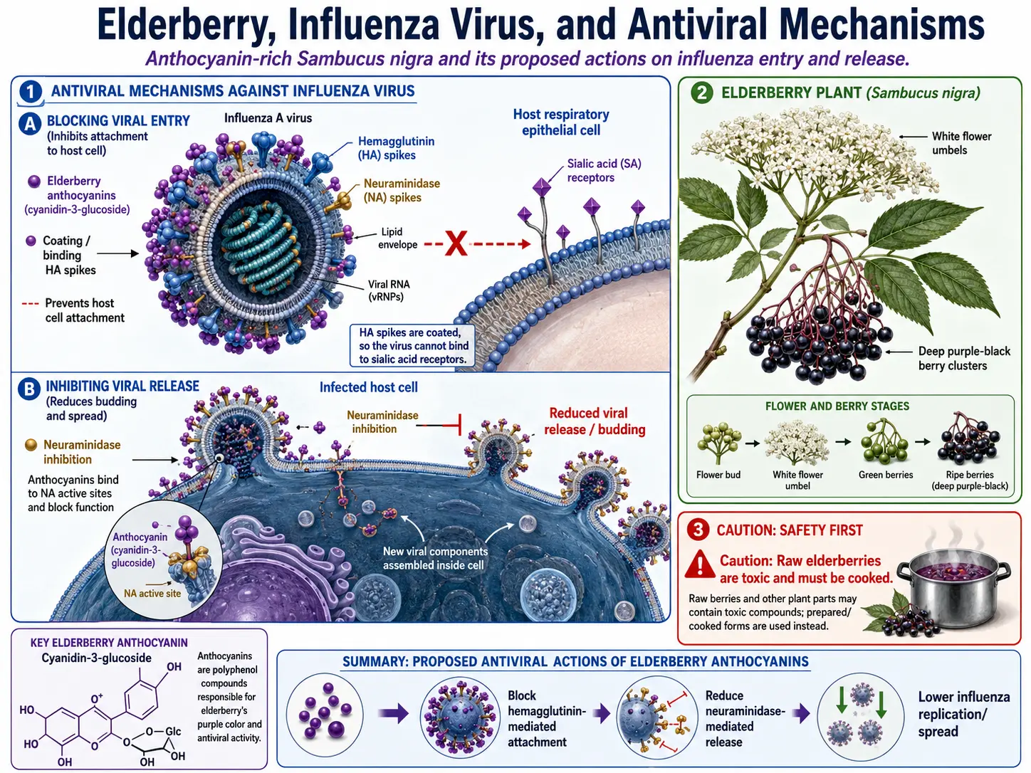 Elderberry antiviral mechanism