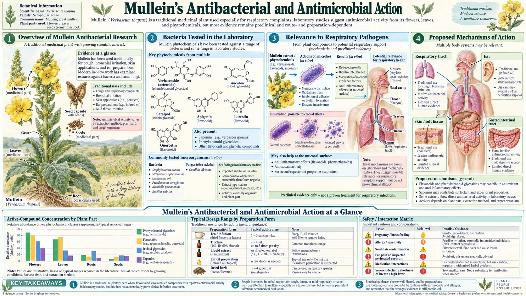 Antibacterial and Antimicrobial Action — scientific infographic poster