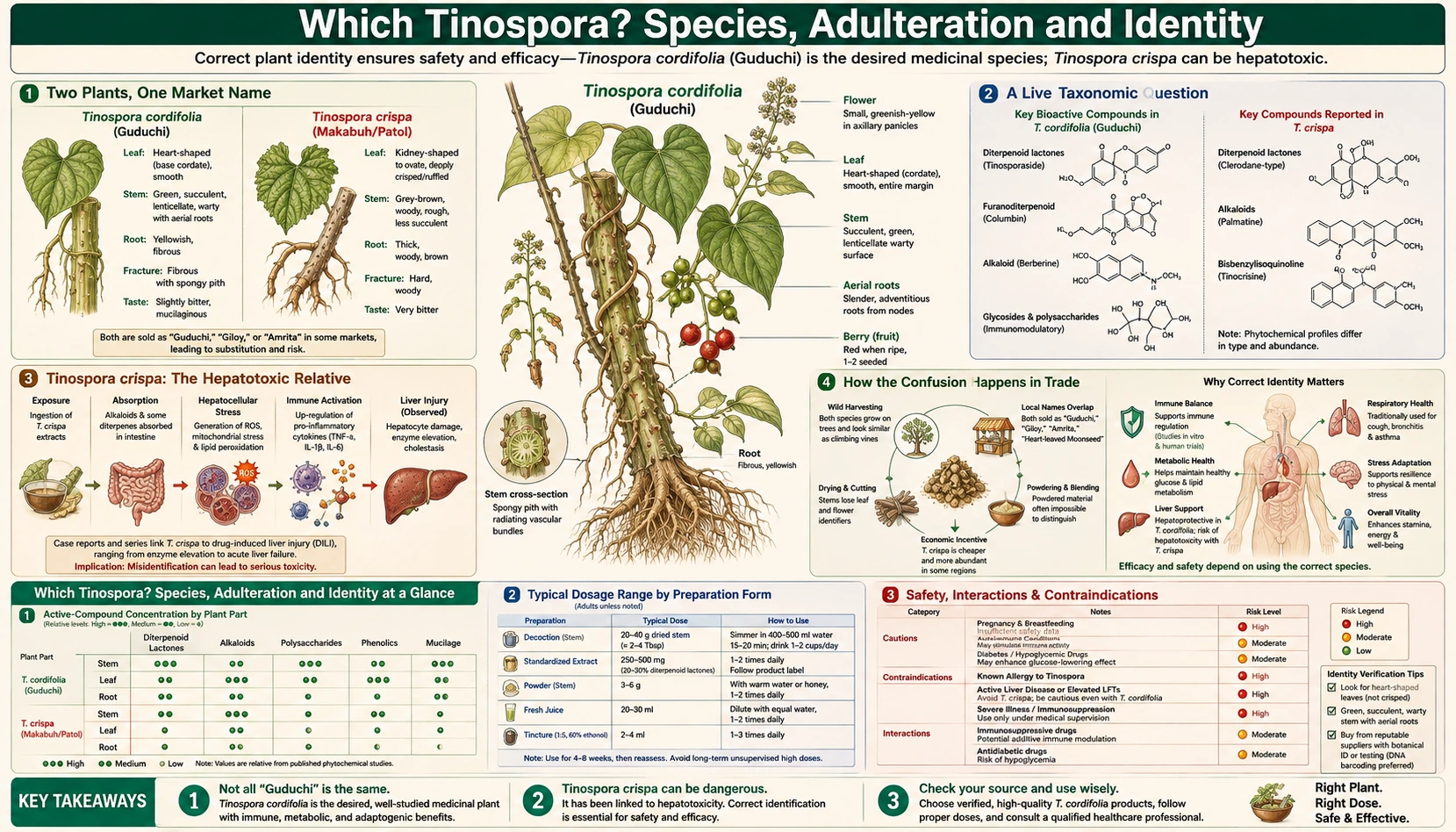 Which Tinospora and Adulteration — scientific infographic poster
