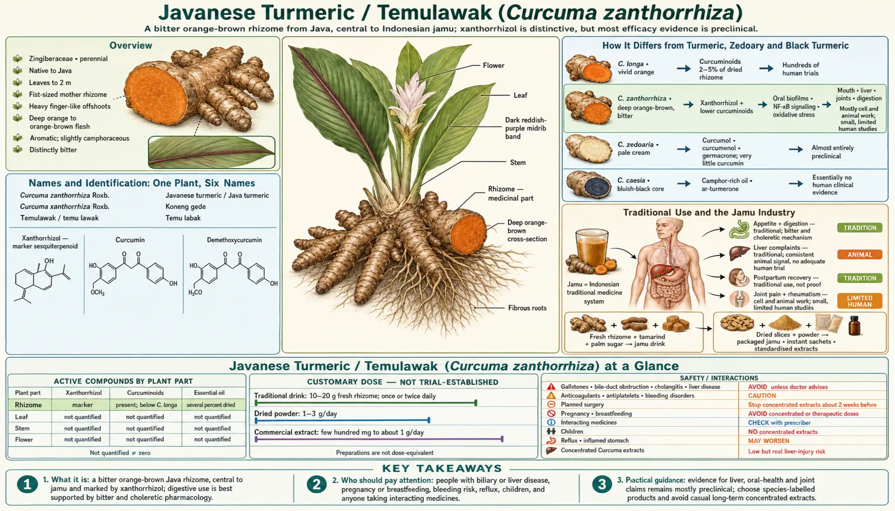 Javanese Turmeric — scientific infographic poster