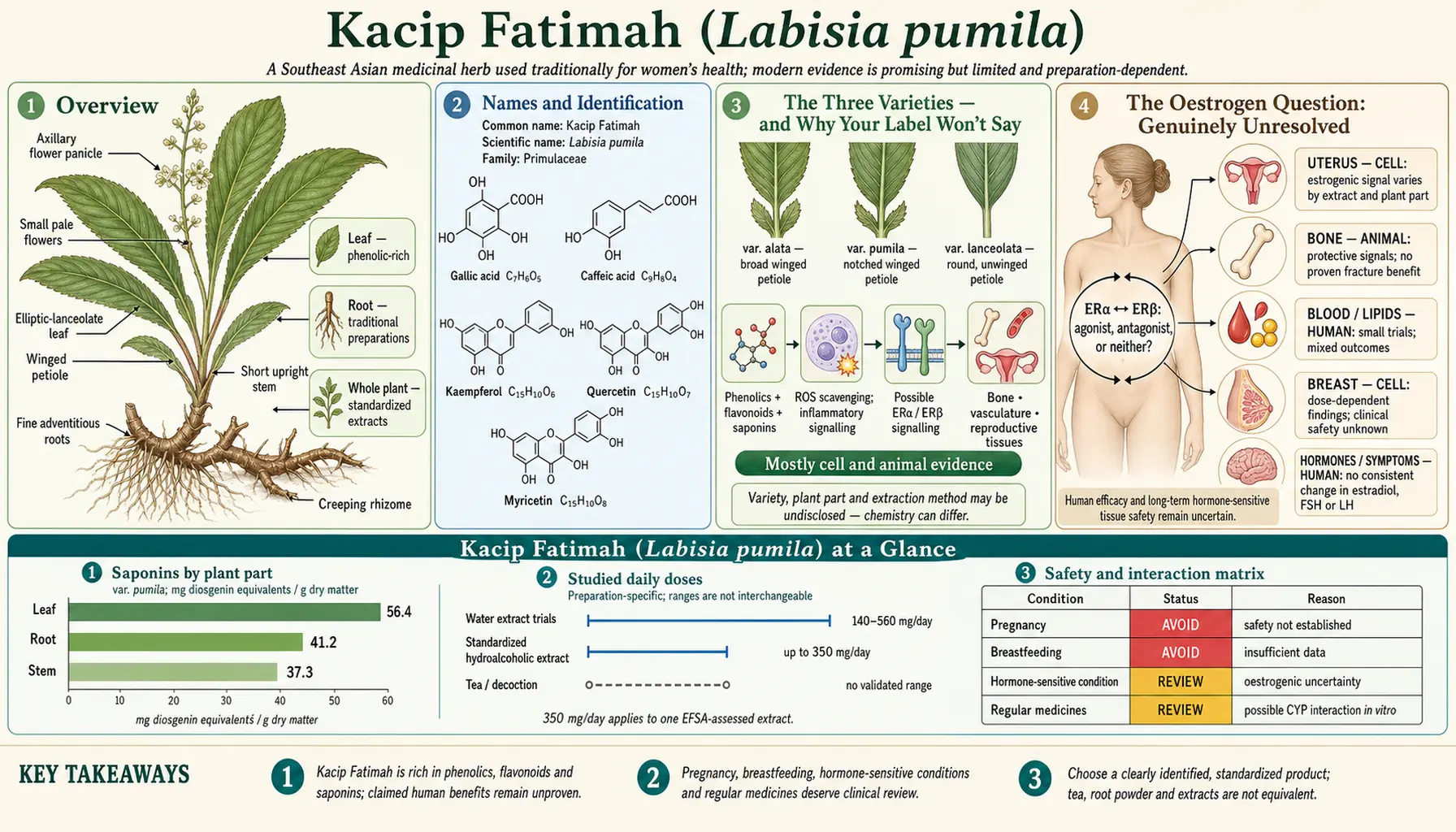 Kacip Fatimah — scientific infographic poster