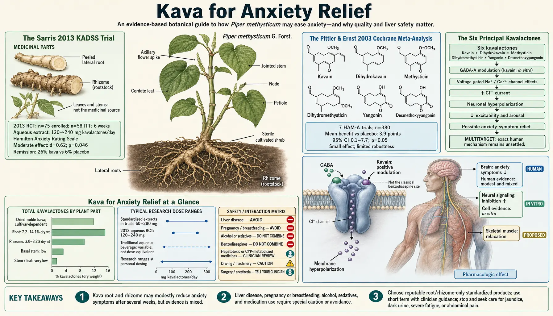 Anxiety Relief — scientific infographic poster