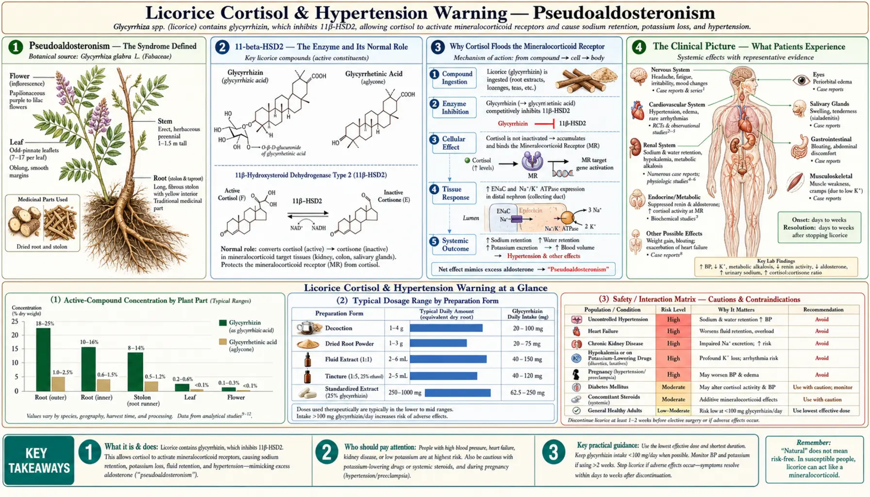 Cortisol and Hypertension Warning — scientific infographic poster