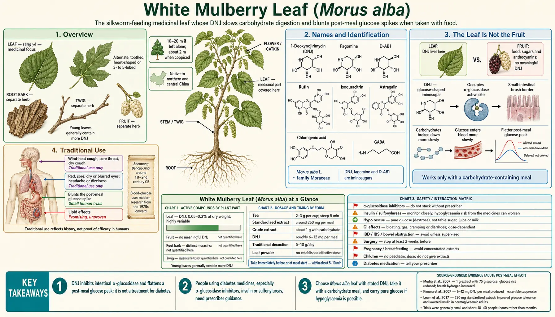Mulberry Leaf — scientific infographic poster