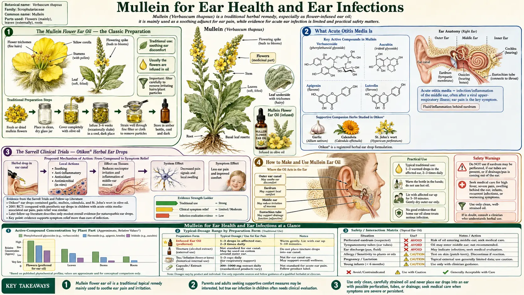 Ear Health and Ear Infections — scientific infographic poster