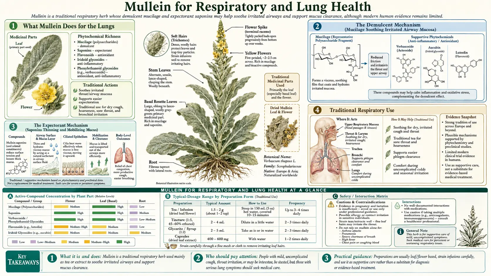 Respiratory and Lung Health — scientific infographic poster