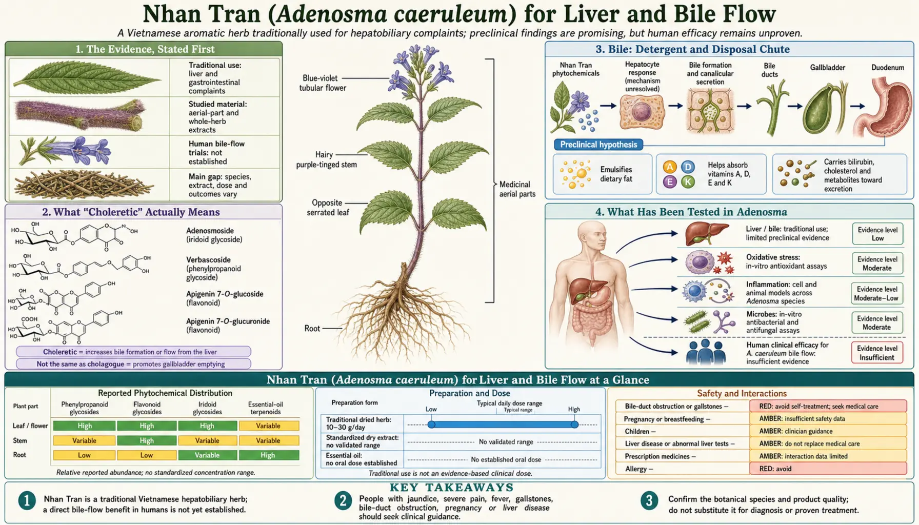 Liver and Bile Flow — scientific infographic poster